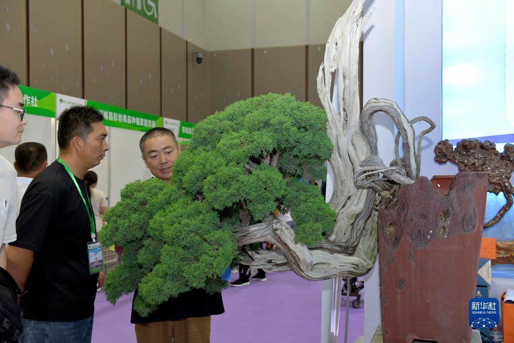 经典棋牌苹果版